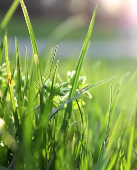 Lawn dressing 1