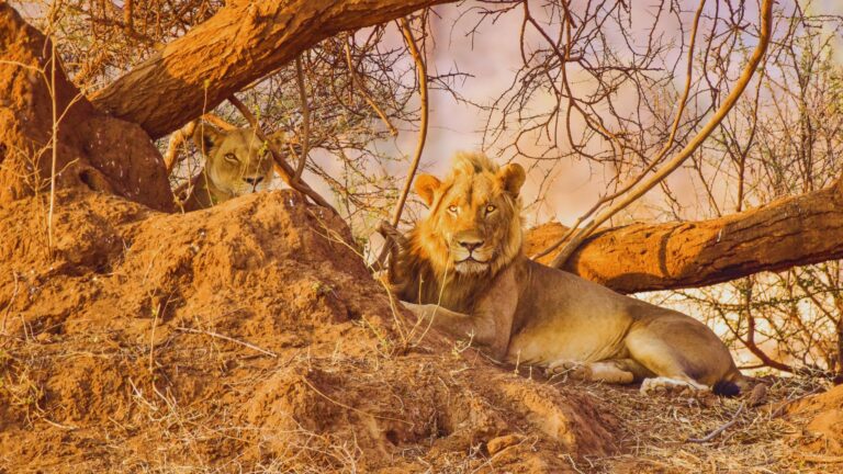 Safaris From Johannesburg 768x432